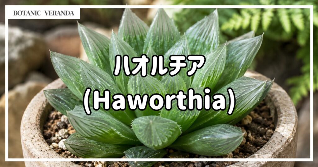 ハオルチア