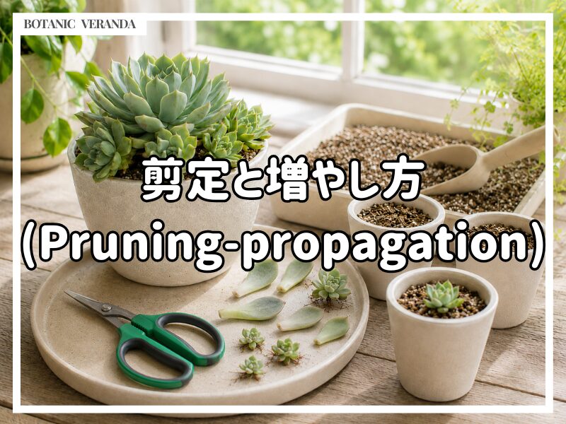 剪定と増やし方