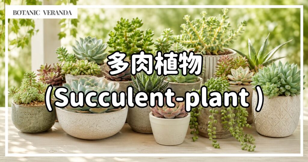 多肉植物