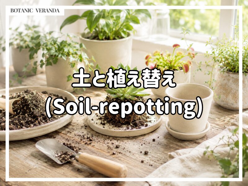 土と植え替え